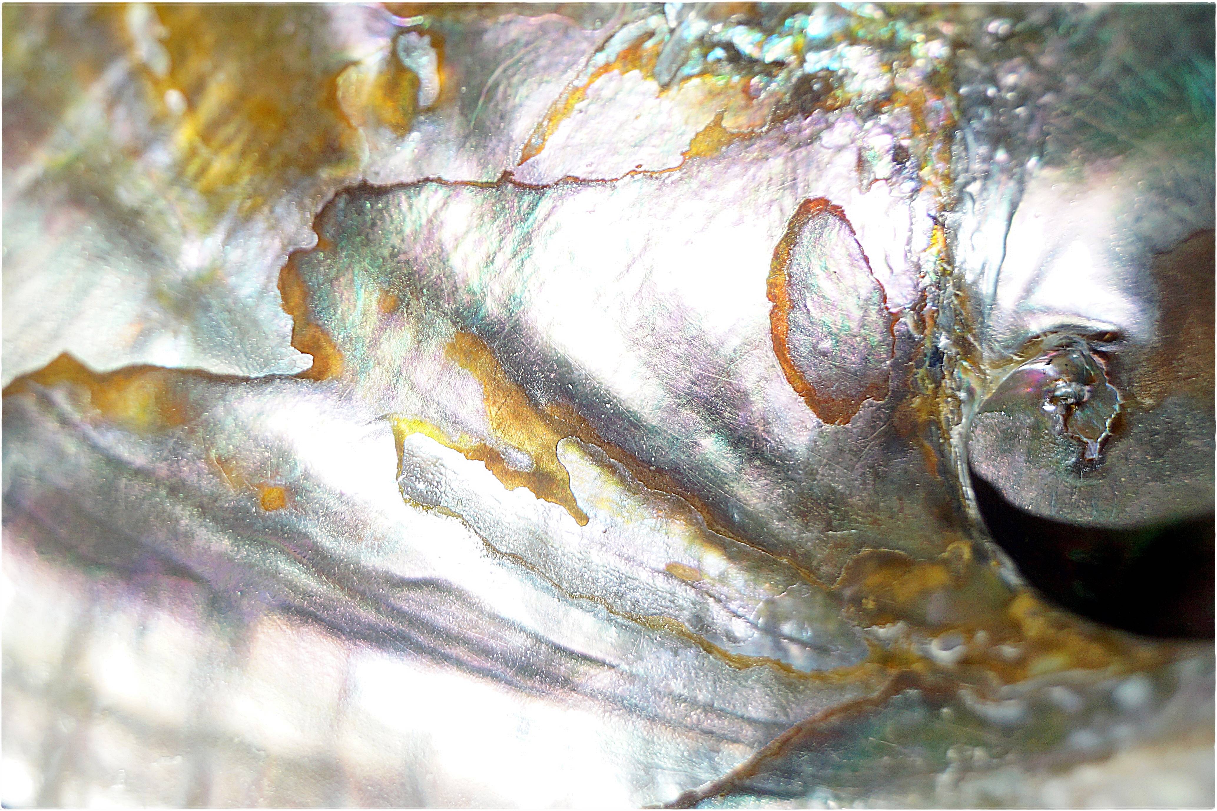 Détails d'un coquillage 1. 