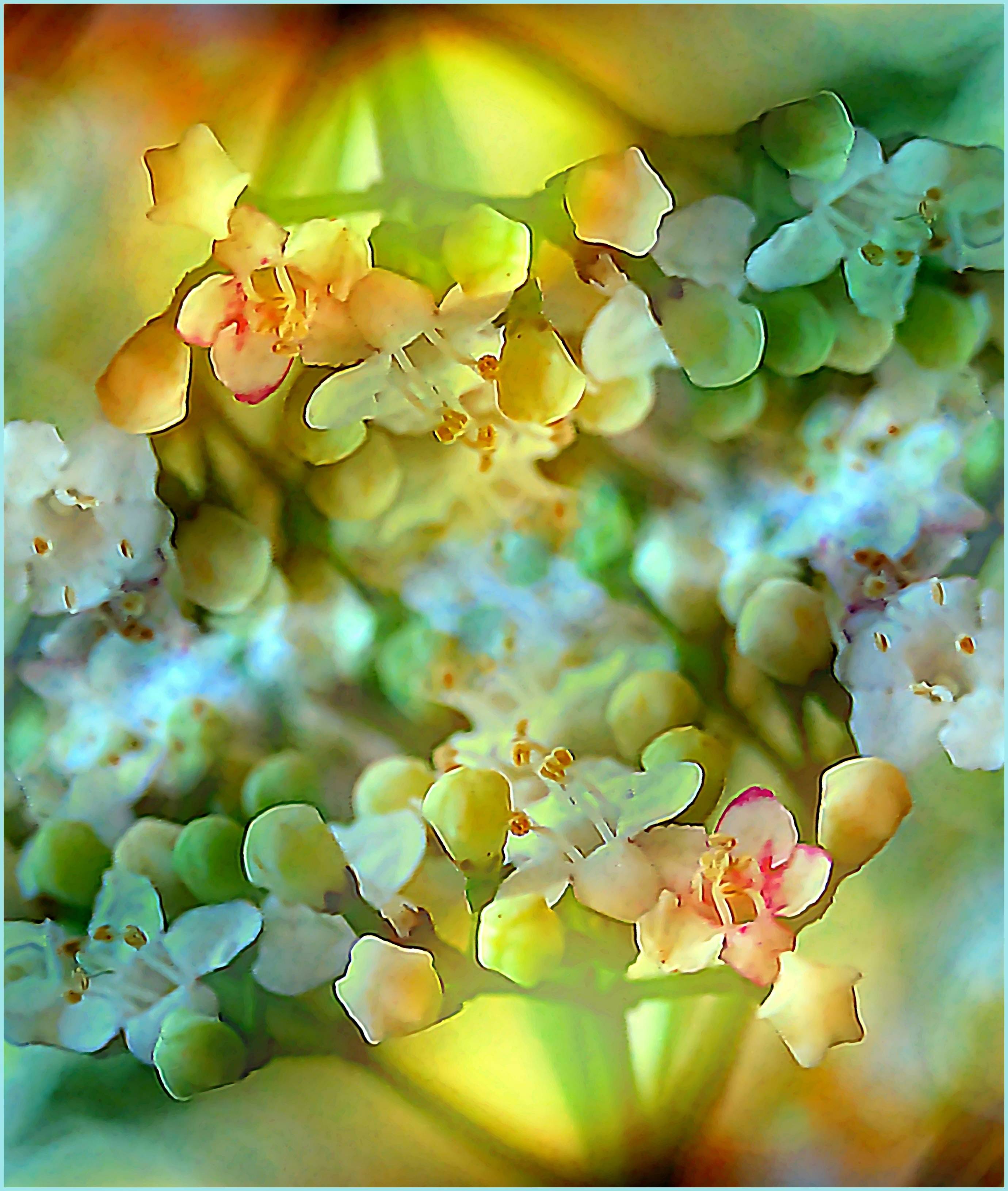 Couleurs du printemps b. 