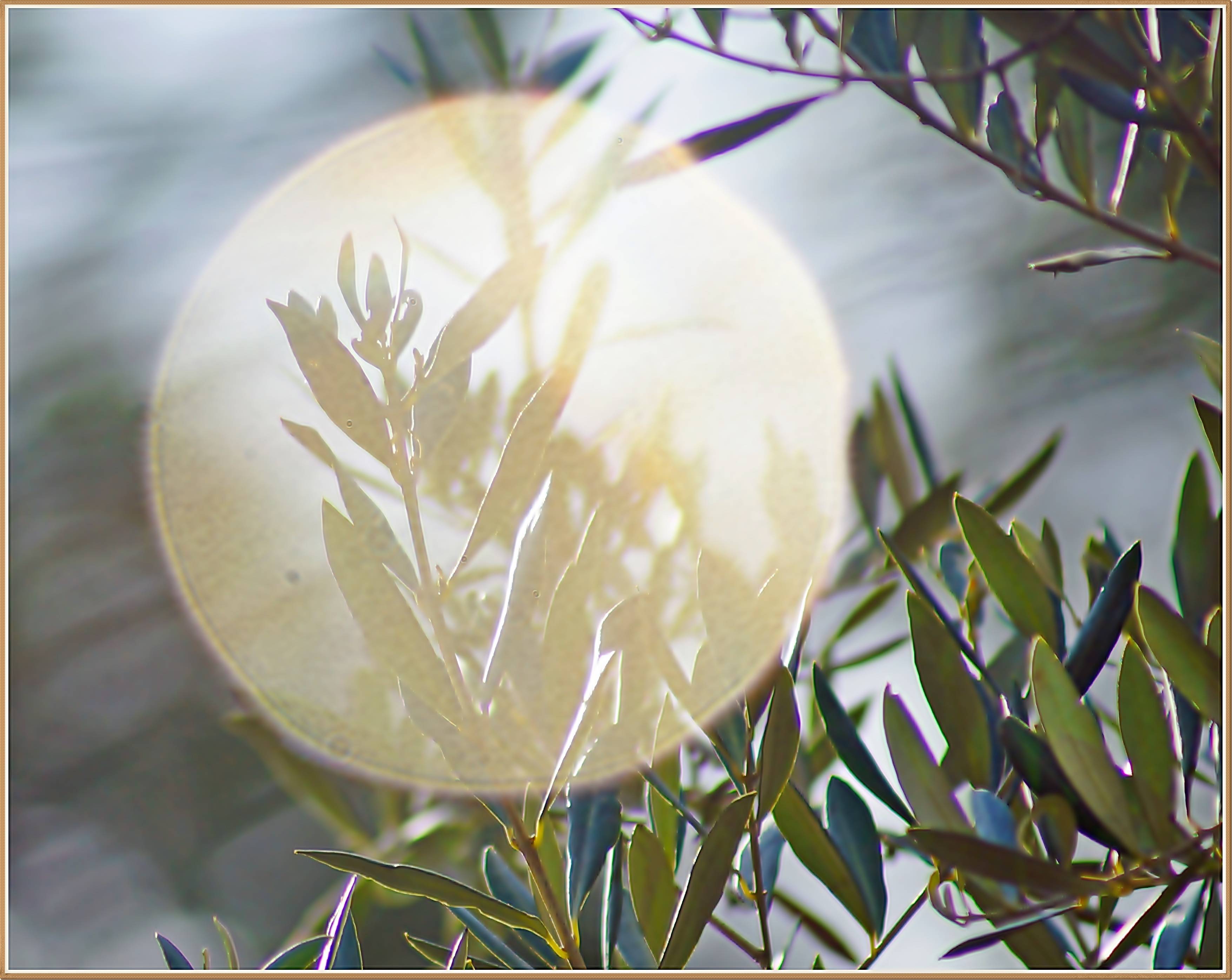 Vue au travers d'une goutte d'eau !. 