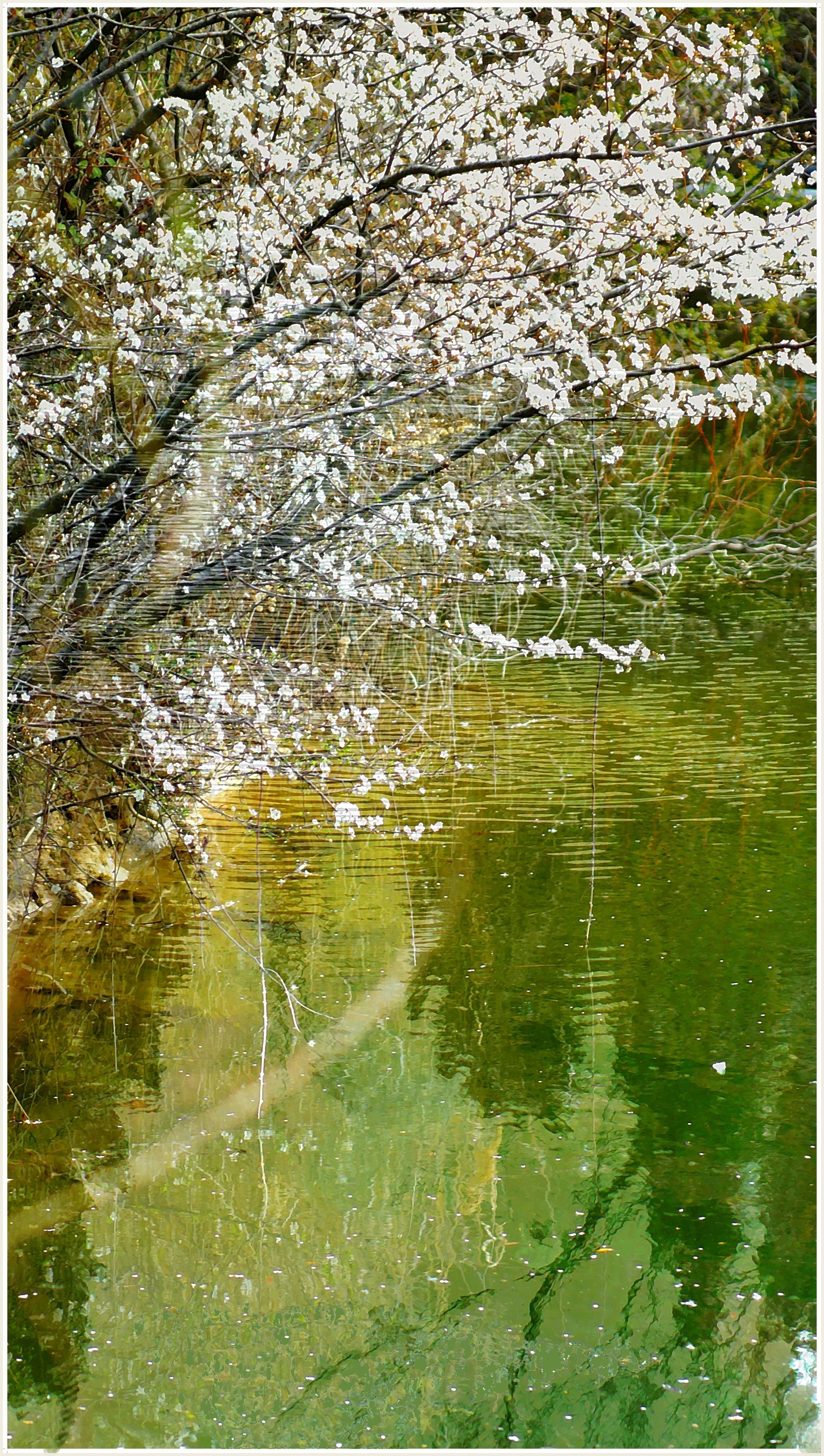 Le prunier sauvage en habit de printemps. 