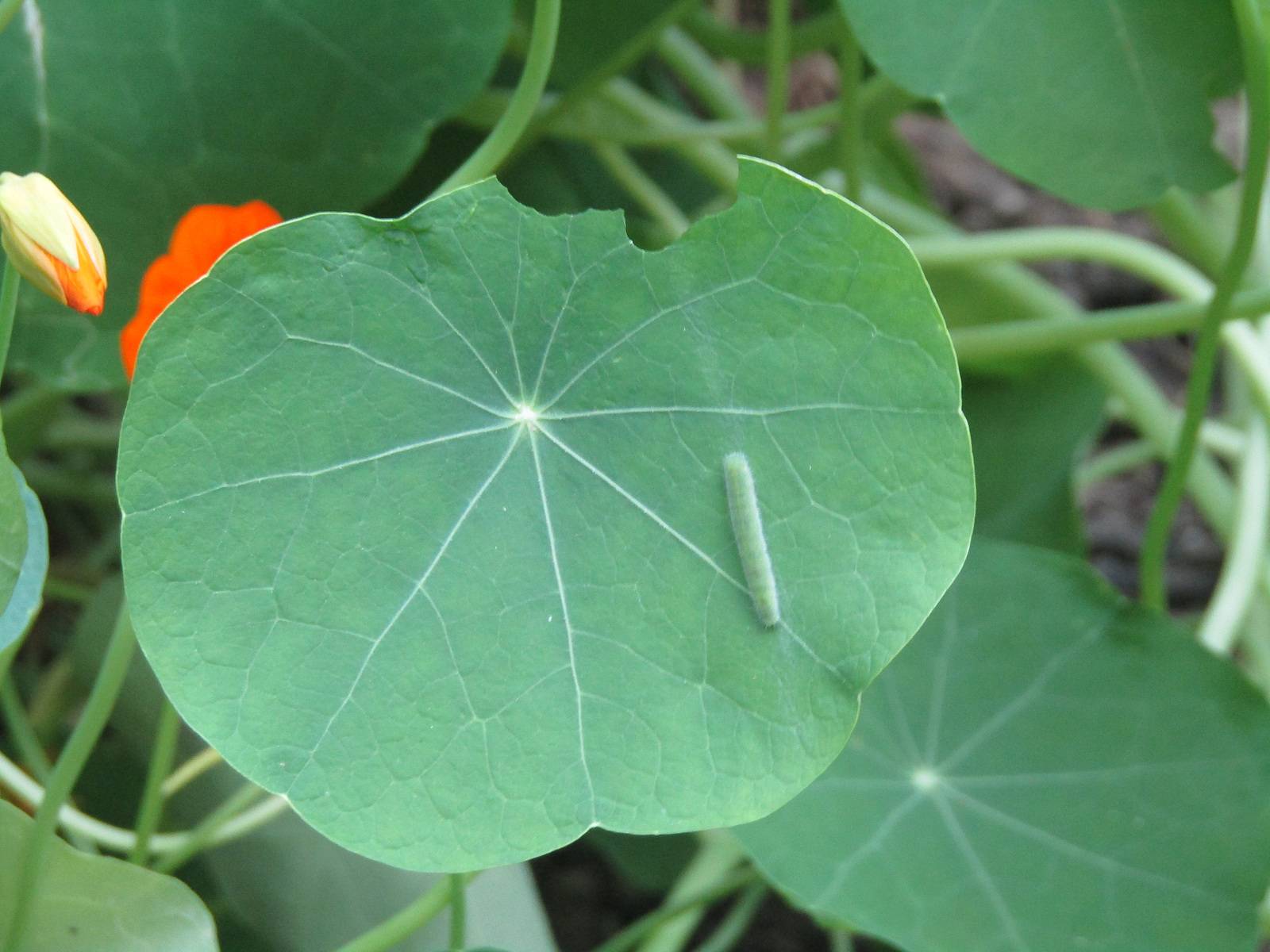 Chenille de rave, petit papillon blanc des jardins. Nathalie Hochard-Gaudry