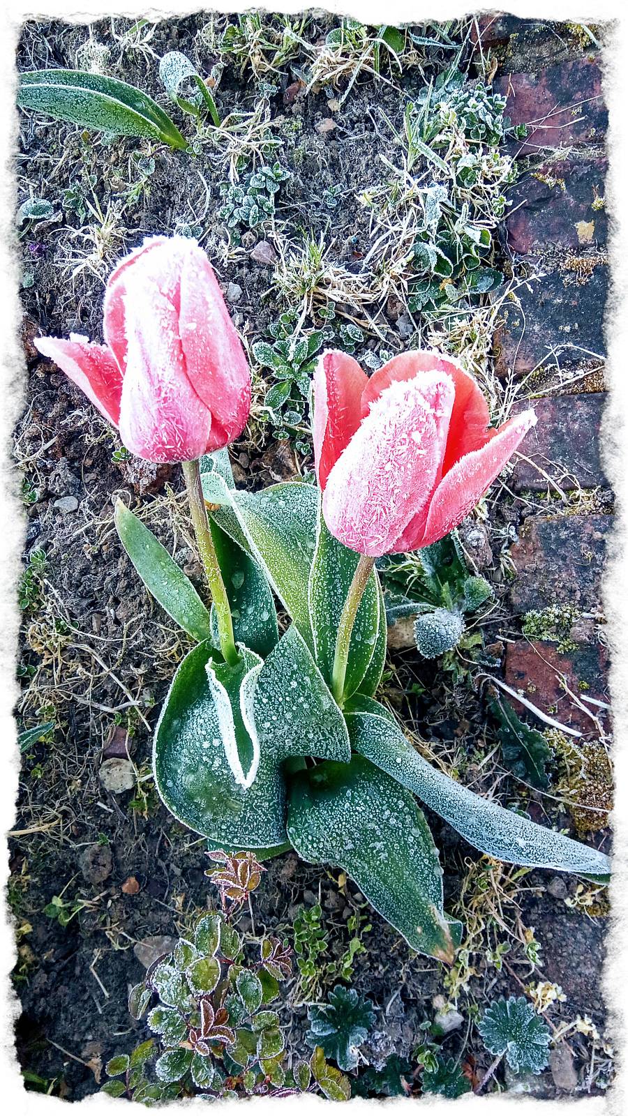 Photography, history of a frozen emotion.