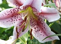 Cathy Wiseman
